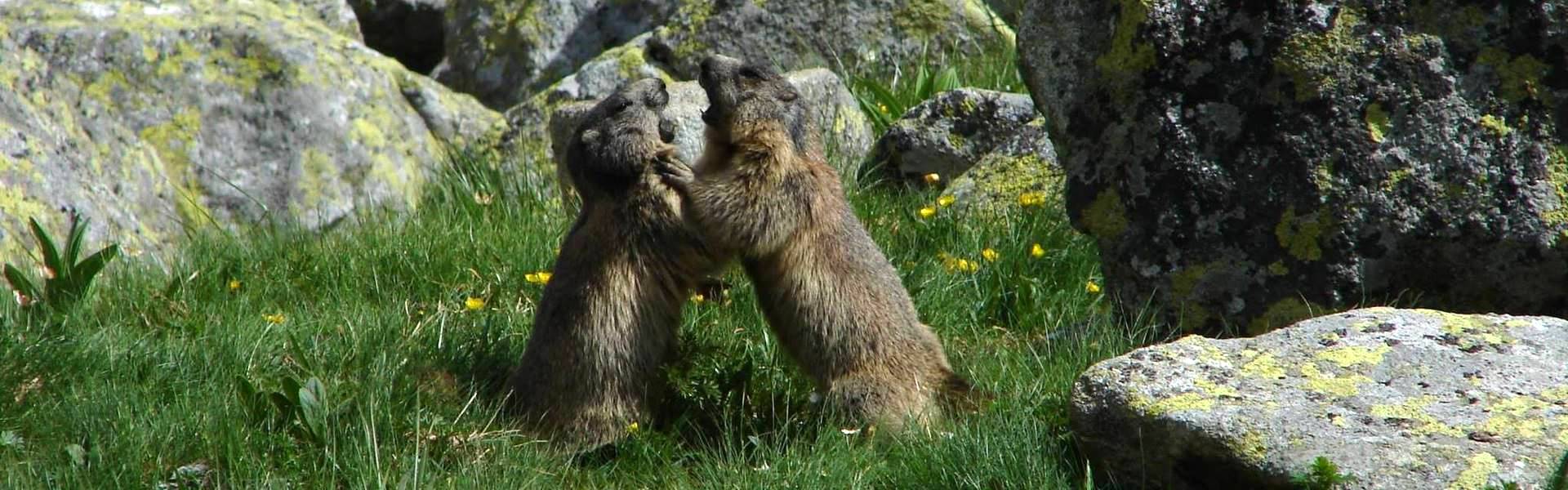 Az európai mormota (Marmota marmota)