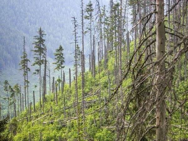 A tátrai lucfenyők nagyon rossz állapotban vannak