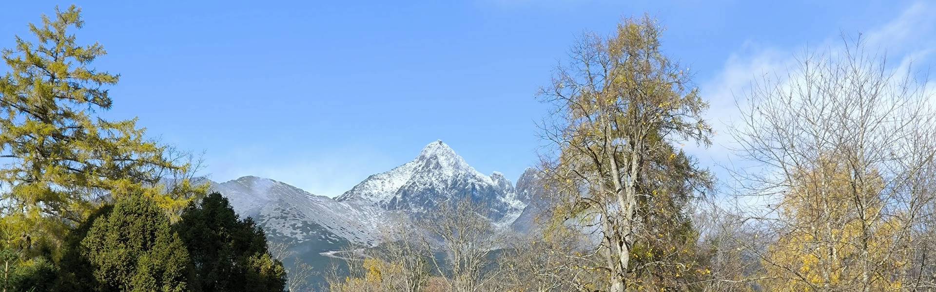 A tátrai lucfenyők nagyon rossz állapotban vannak