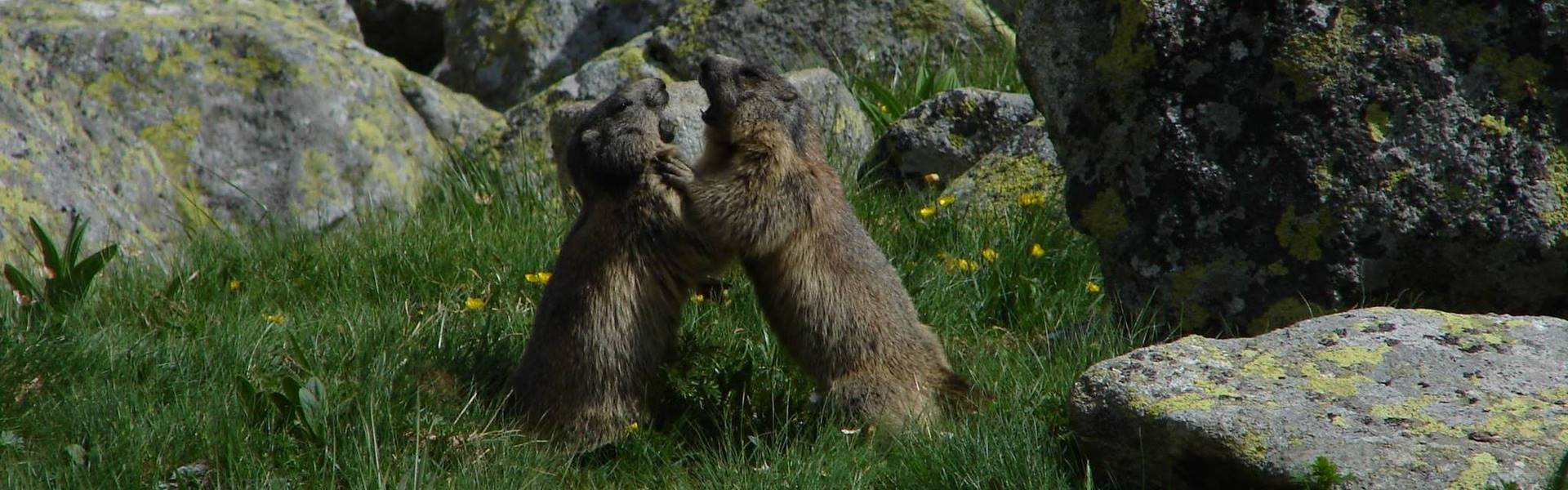 A tátrai mormoták már megkezdték fél éves téli álmukat