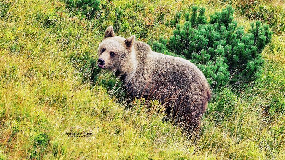 Közeli találkozás egy medvével a Kalata-rétre vezető turistaúton-1