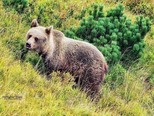 Közeli találkozás egy medvével a Kalata-rétre vezető turistaúton