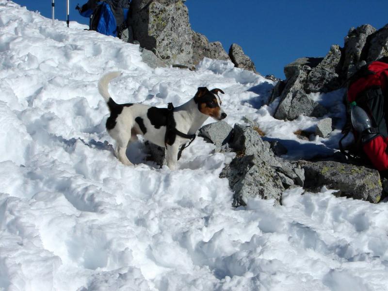 A TANAP új látogatási rendje kitiltaná a kutyákat a nemzeti parkból