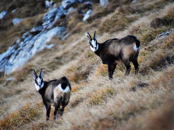 A fülledt meleg miatt a zergék elbújtak a számlálók elől