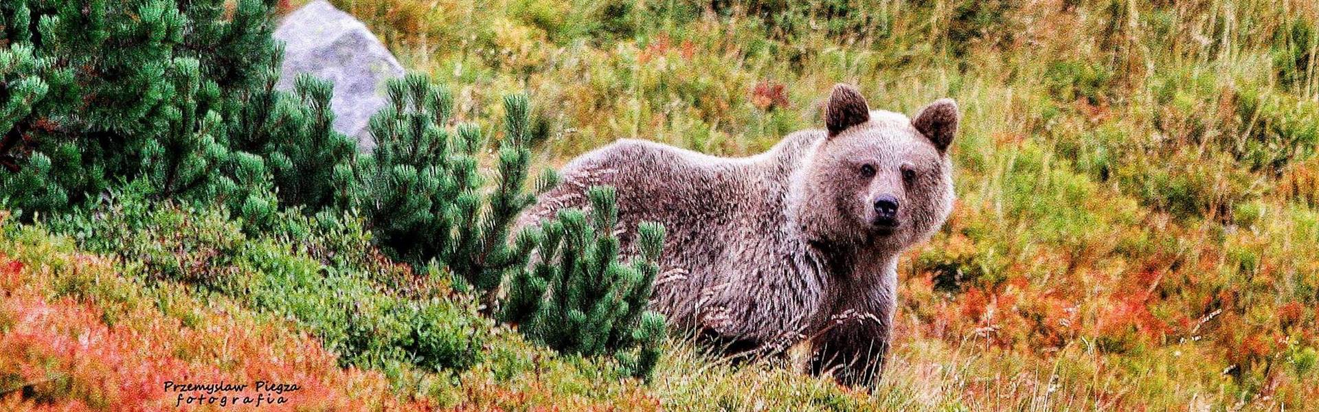 Medve tört be a Palánkos-völgyben található Teaházba