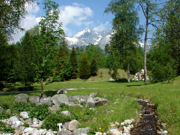 Védetté nyilvánították a Máriássy-hársfákat Stólában