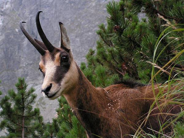 Közzétették a tavaszi zergeszámlálás eredményeit