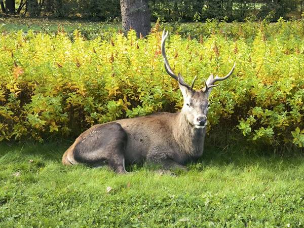 Egyre nagyobb gondot jelentenek Zakopanéban a szarvasok