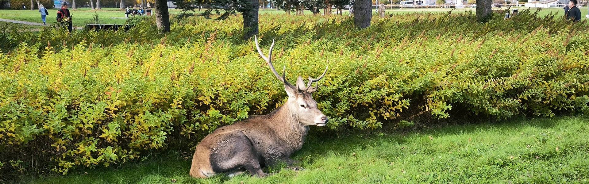 Egyre nagyobb gondot jelentenek Zakopanéban a szarvasok