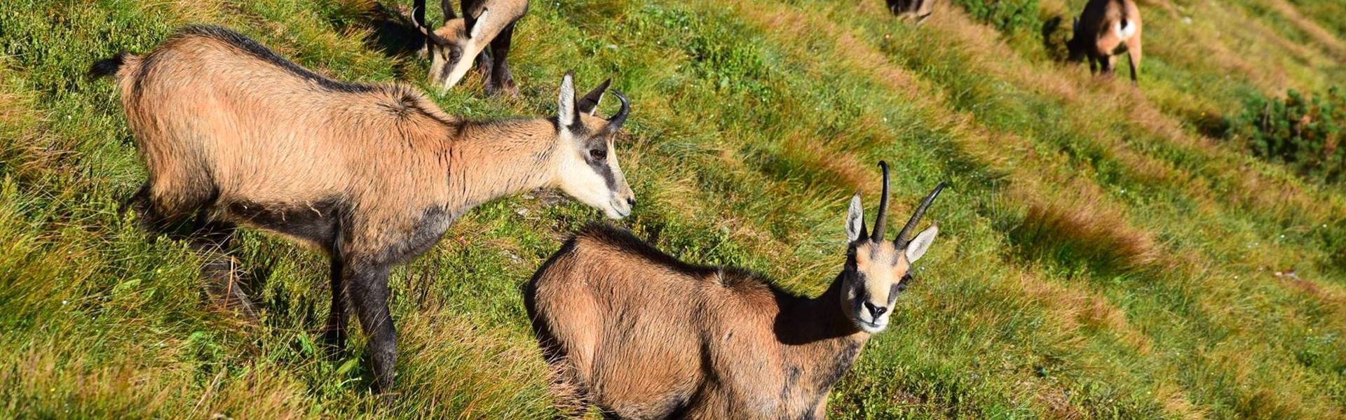 A TANAP arra kéri a turistákat, hogy mérlegeljék tátrai kirándulásukat