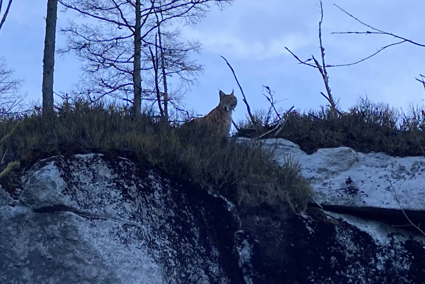Autó gázolt el egy hiúzt a Tátrában-1