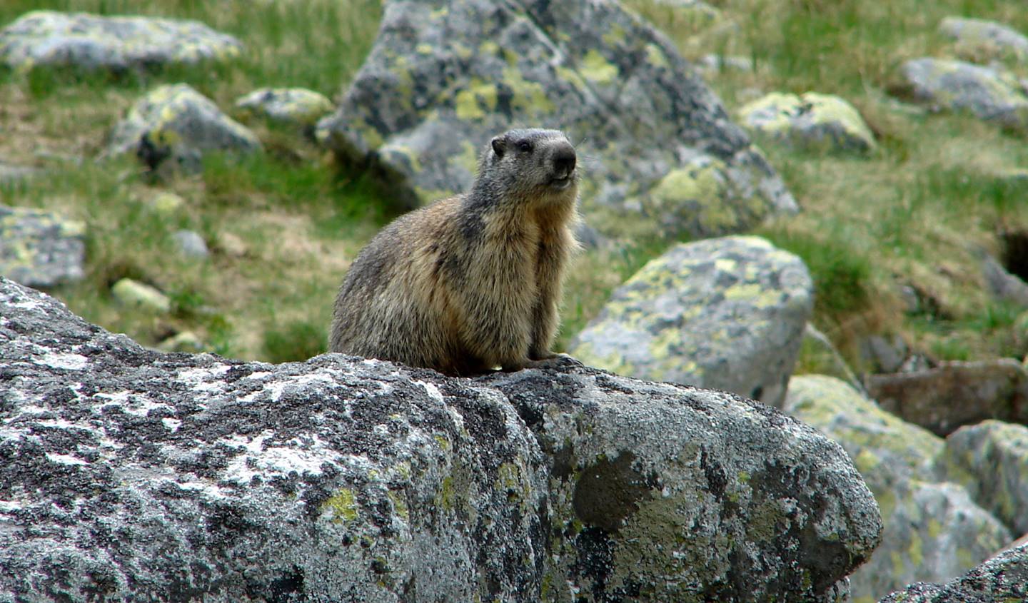 Téli körülmények a hegyekben, téli álomba vonultak a mormoták-1