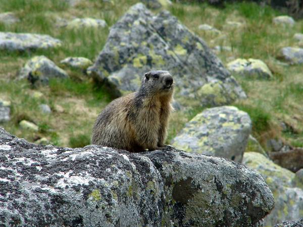 Téli körülmények a hegyekben, téli álomba vonultak a mormoták