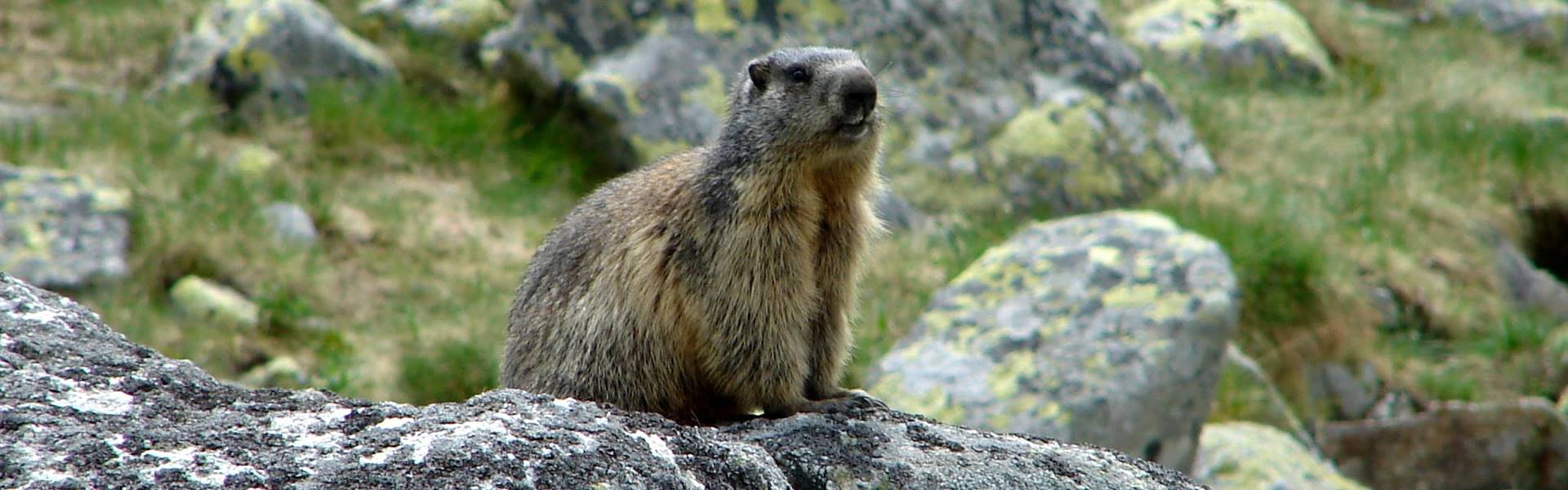 Téli körülmények a hegyekben, téli álomba vonultak a mormoták