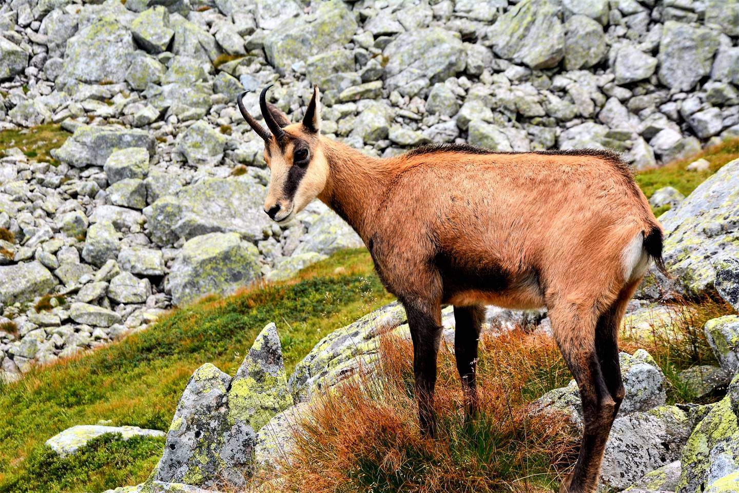 Ismertek az őszi zergeszámlálás eredményei-1