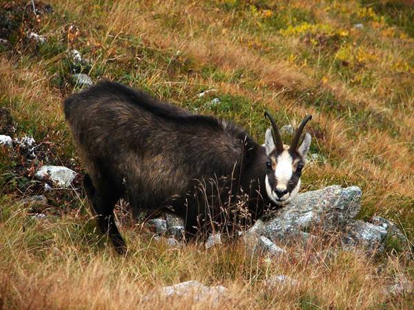 Ismertek az őszi zergeszámlálás eredményei