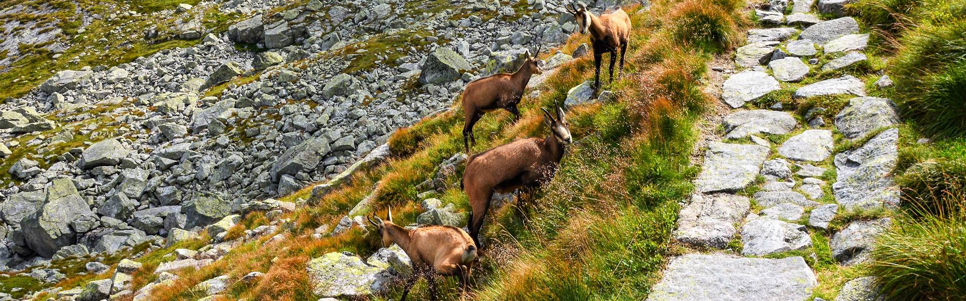 Ismertek az őszi zergeszámlálás eredményei
