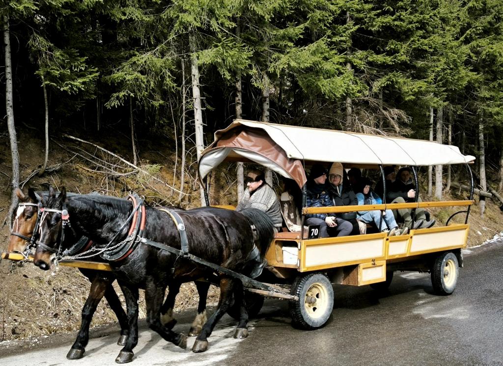 Kérdésessé vált a Halastó felé közlekedő lovas fogatok korlátozása-1