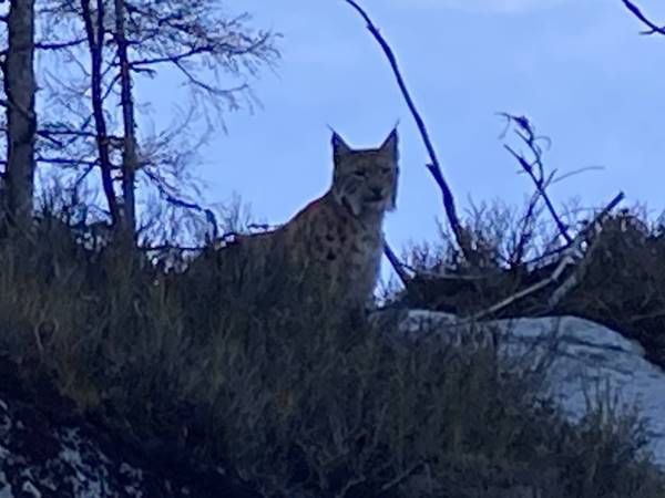 Hiúzcsaládról készült pillanatfelvétel a Tátrában