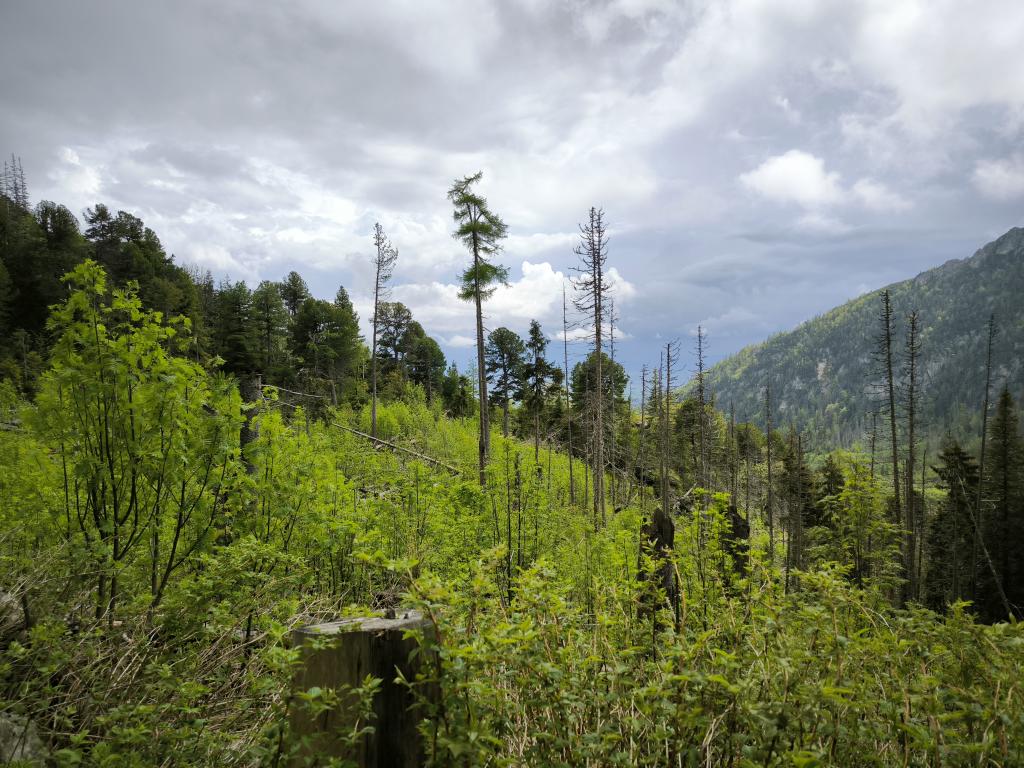 Valóban változnak a tátrai erdők?-1